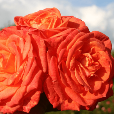 Роза Феурио Роза Феурио фото