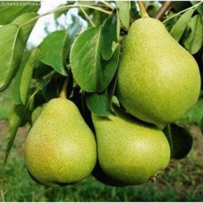 Груша Маслянистая/Летняя фото