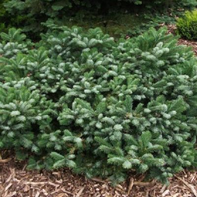 Пихта миловидная Спрединг Стар Пихта миловидная Спрединг Стар - Dolina-Sad.Ru