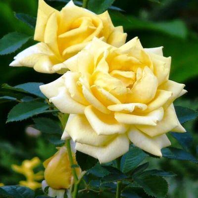 Роза Беролина Роза Беролина фото