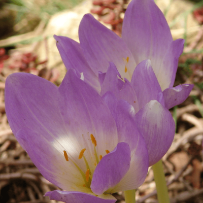 Безвременник Зе Гиант Безвременник Зе Гиант фото