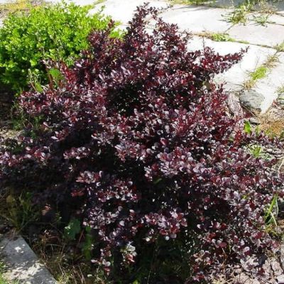 Барбарис Тунберга Дартс Ред Леди Барбарис Тунберга Дартс Ред Леди фото