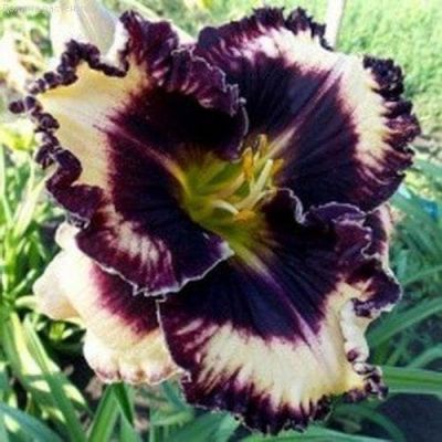 Лилейник Мусака Лилейник Мусака фото