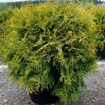 Туя западная Вотерфилд, С2 Туя западная Вотерфилд, С2 - Dolina-Sad.Ru