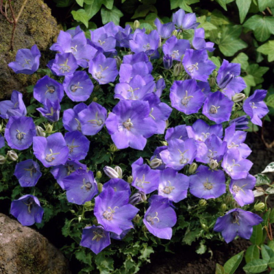 Колокольчик карпатский Блю Клипс Колокольчик карпатский Блю Клипс фото