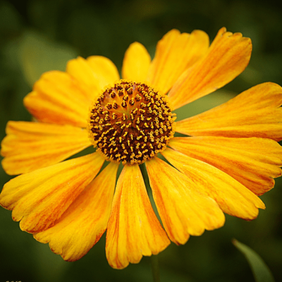 Гелениум Голдрауш , P9 Гелениум Голдрауш , P9 фото