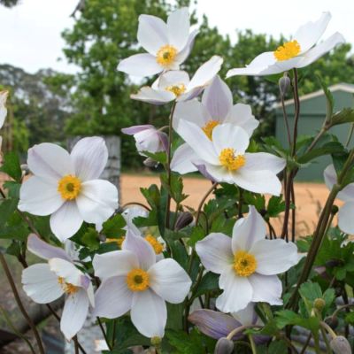 Анемона Элфин Свон Анемона Элфин Свон - Dolina-Sad.Ru