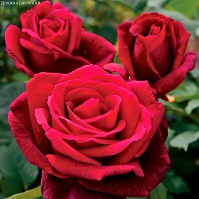 Роза Алматинка в горшке Роза Алматинка в горшке - Dolina-Sad.Ru