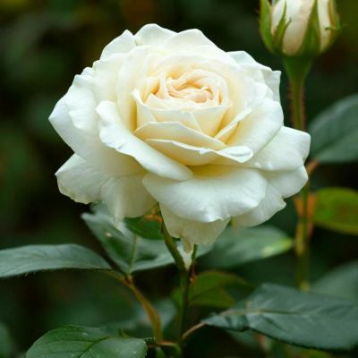 Роза Белый Медведь (аромат) Роза Белый Медведь (аромат) - Dolina-Sad.Ru