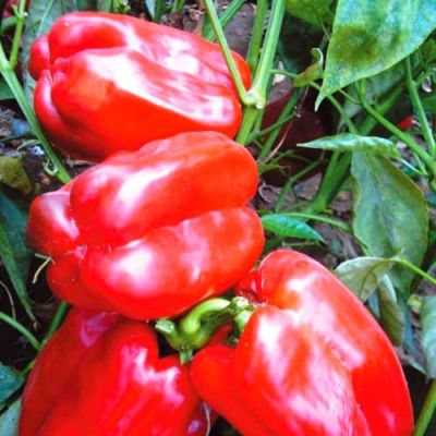 Перец Медаль Н11 Перец Медаль Н11 фото