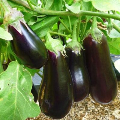 Баклажан Икорный фото