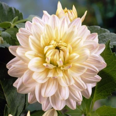 Георгина Дианас Мемори Георгина Дианас Мемори фото