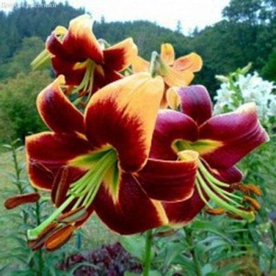 Лилия Ред Монинг Лилия Ред Монинг фото