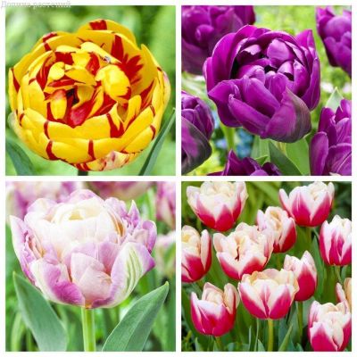 Набор пионовидных тюльпанов Набор пионовидных тюльпанов фото