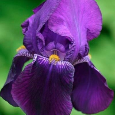 Ирис Бишопс Роб - Dolina-Sad.Ru