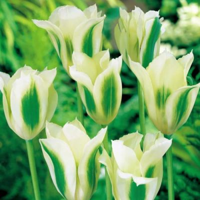 Тюльпан Вайт Спринг Грин Тюльпан Вайт Спринг Грин фото