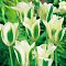 Тюльпан Вайт Спринг Грин Тюльпан Вайт Спринг Грин фото