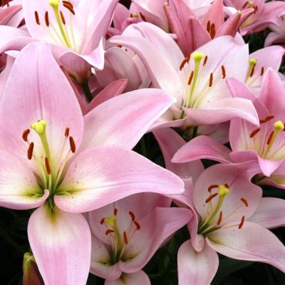 Лилия Пати Даймонд 2шт. фото