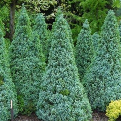 Ель Канадская Сандерс Блю Ель Канадская Сандерс Блю фото