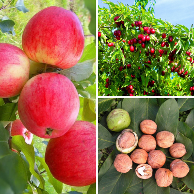 Комплект Вкуснятина Комплект Вкуснятина - Dolina-Sad.Ru