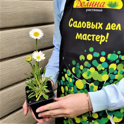 Астра альпийская “Вайт” Астра альпийская “Вайт” фото