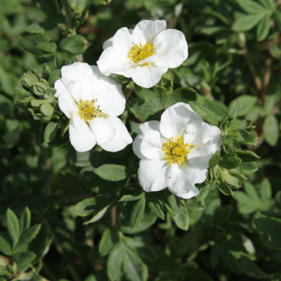 Лапчатка кустарниковая Медик Уилл Маунт фото