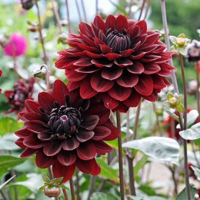 Георгина Карма Чок Георгина Карма Чок фото