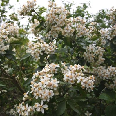 Шуазия тройчатая Мэджикал Аваланш Шуазия тройчатая Мэджикал Аваланш - Dolina-Sad.Ru