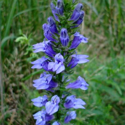 Лобелия сифилитическая фото