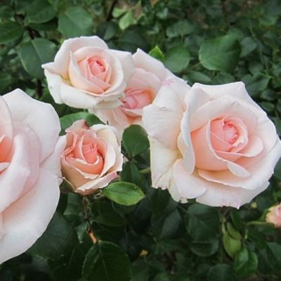 Роза Пенни Лайн Роза Пенни Лайн - Dolina-Sad.Ru