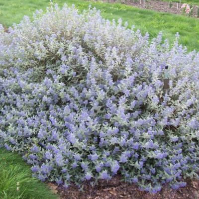 Кариоптерис кландонский Стерлинг Сильвер Кариоптерис кландонский Стерлинг Сильвер - Dolina-Sad.Ru