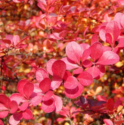 Барбарис Тунберга «Атропурпуреа» Барбарис Тунберга «Атропурпуреа» фото