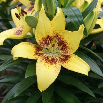 Лилия Жоан Песоа Лилия Жоан Песоа фото