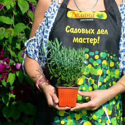 Андромеда многолистная Блю Айс - Dolina-Sad.Ru