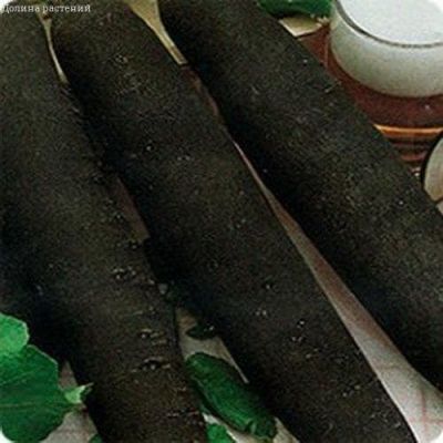 Редька Цилиндра фото