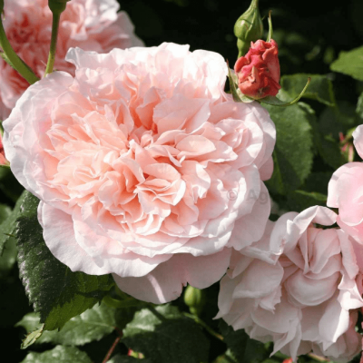 Роза Роуз де Толбиак Роза Роуз де Толбиак фото