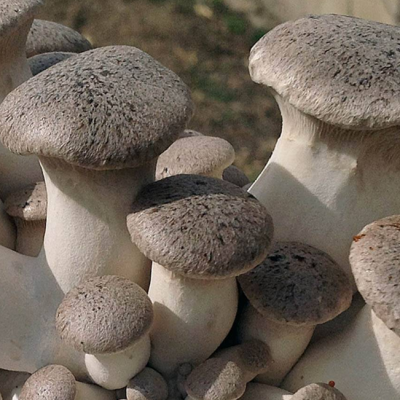 Вешенка Королевская (дер. палочке) Вешенка Королевская (дер. палочке) фото