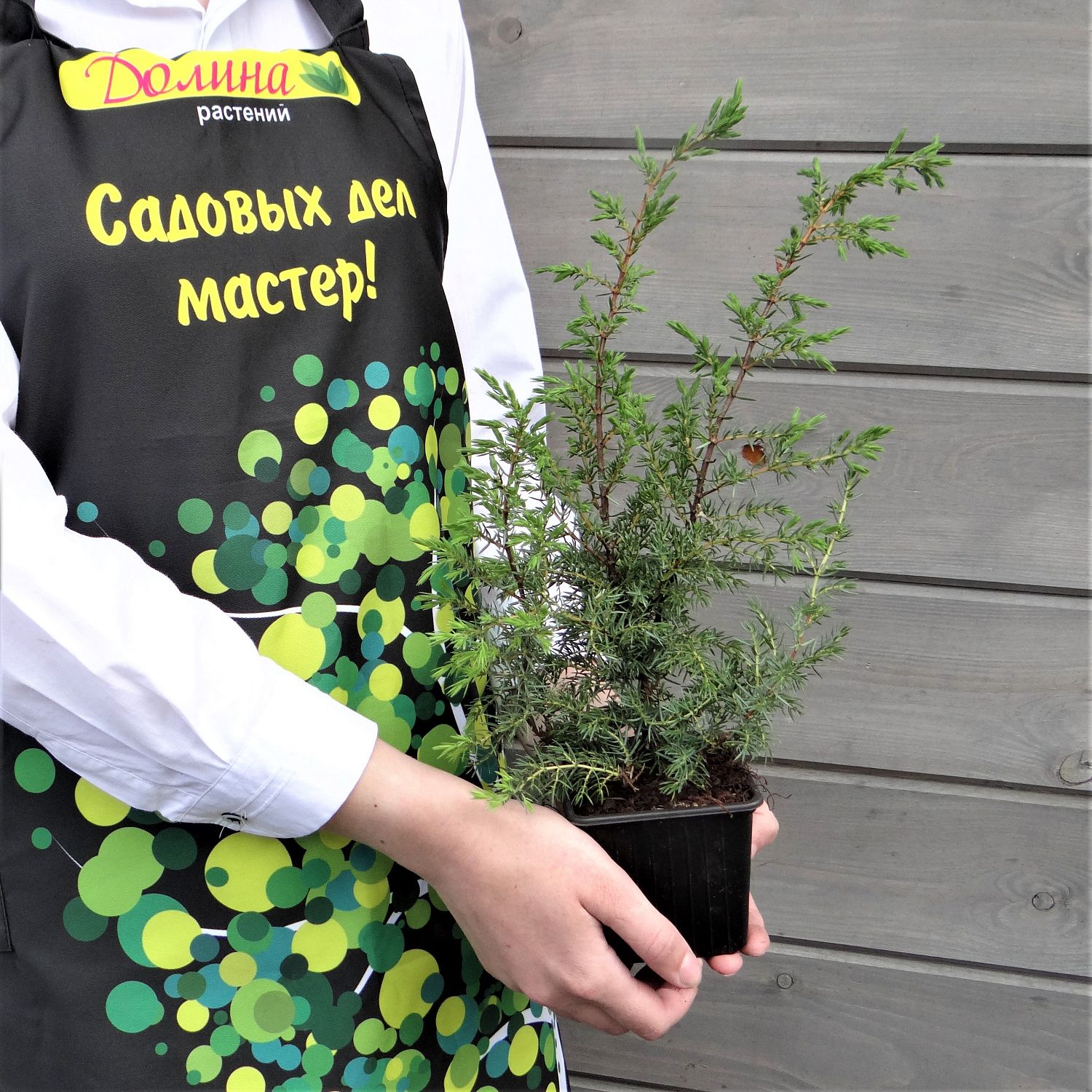 Можжевельник обыкновенный Суецика Можжевельник обыкновенный Суецика фото