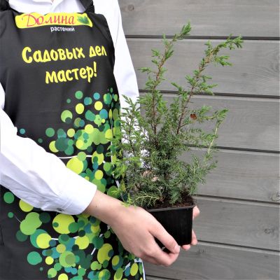 Можжевельник обыкновенный Суецика Можжевельник обыкновенный Суецика фото