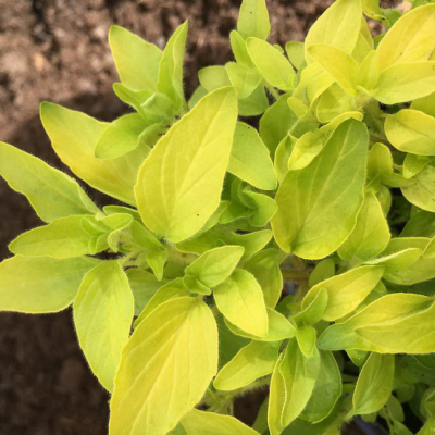 Майоран обыкновенный Ауреум Майоран обыкновенный Ауреум фото