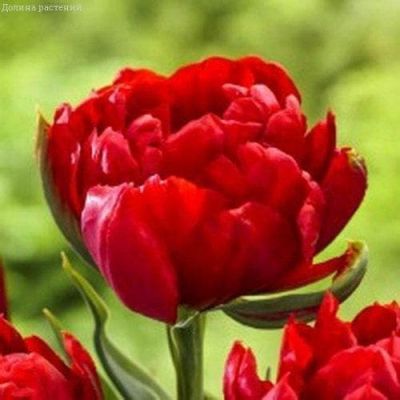 Тюльпан Ред Беби Долл Тюльпан Ред Беби Долл фото