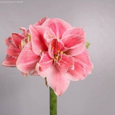 Амариллис Свит Нимф фото