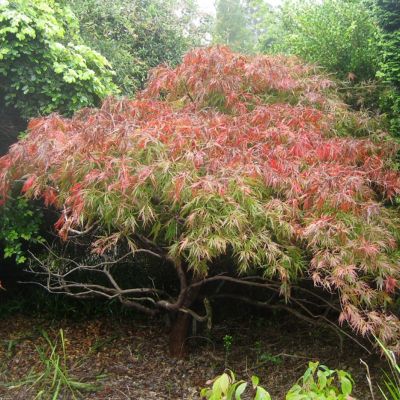 Клен Баттерфлай Клен Баттерфлай - Dolina-Sad.Ru