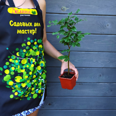 Бук европейский, С5 - Dolina-Sad.Ru