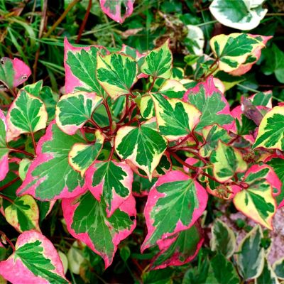 Хауттюйния сердцевидная Хамелеон Хауттюйния сердцевидная Хамелеон - Dolina-Sad.Ru