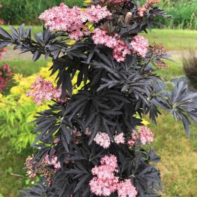 Бузина черная Лэйсд Ап Бузина черная Лэйсд Ап - Dolina-Sad.Ru