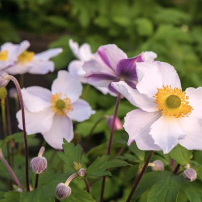 Анемона Элфин Свон Анемона Элфин Свон - Dolina-Sad.Ru