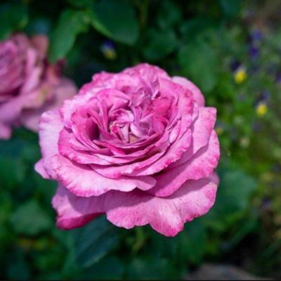 Роза Клод Брассер Роза Клод Брассер - Dolina-Sad.Ru