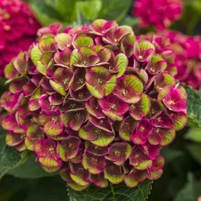 Гортензия крупнолистная Грюнес Гевельбе Гортензия крупнолистная Грюнес Гевельбе фото