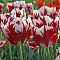 Тюльпан Гранд Перфекшн Тюльпан Гранд Перфекшн фото